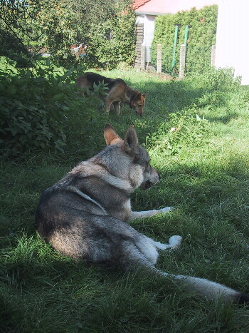 zwei Tschechoslowakische Wolfshunde