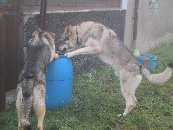 neugierige Tschechoslowakische Wolfshunde