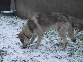 Tschechoslowakischer Wolfshund im Schnee