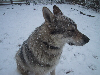 zwei Tschechoslowakische Wolfshunde