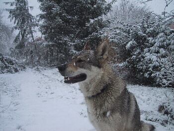 neugierige Tschechoslowakische Wolfshunde