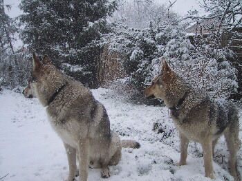 Tschechoslowakischer Wolfshund im Schnee