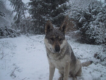 Tschechoslowakischer Wolfshund