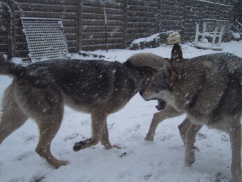 zwei Tschechoslowakische Wolfshunde