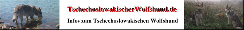 Tschechoslowakischer Wolfshund Infos